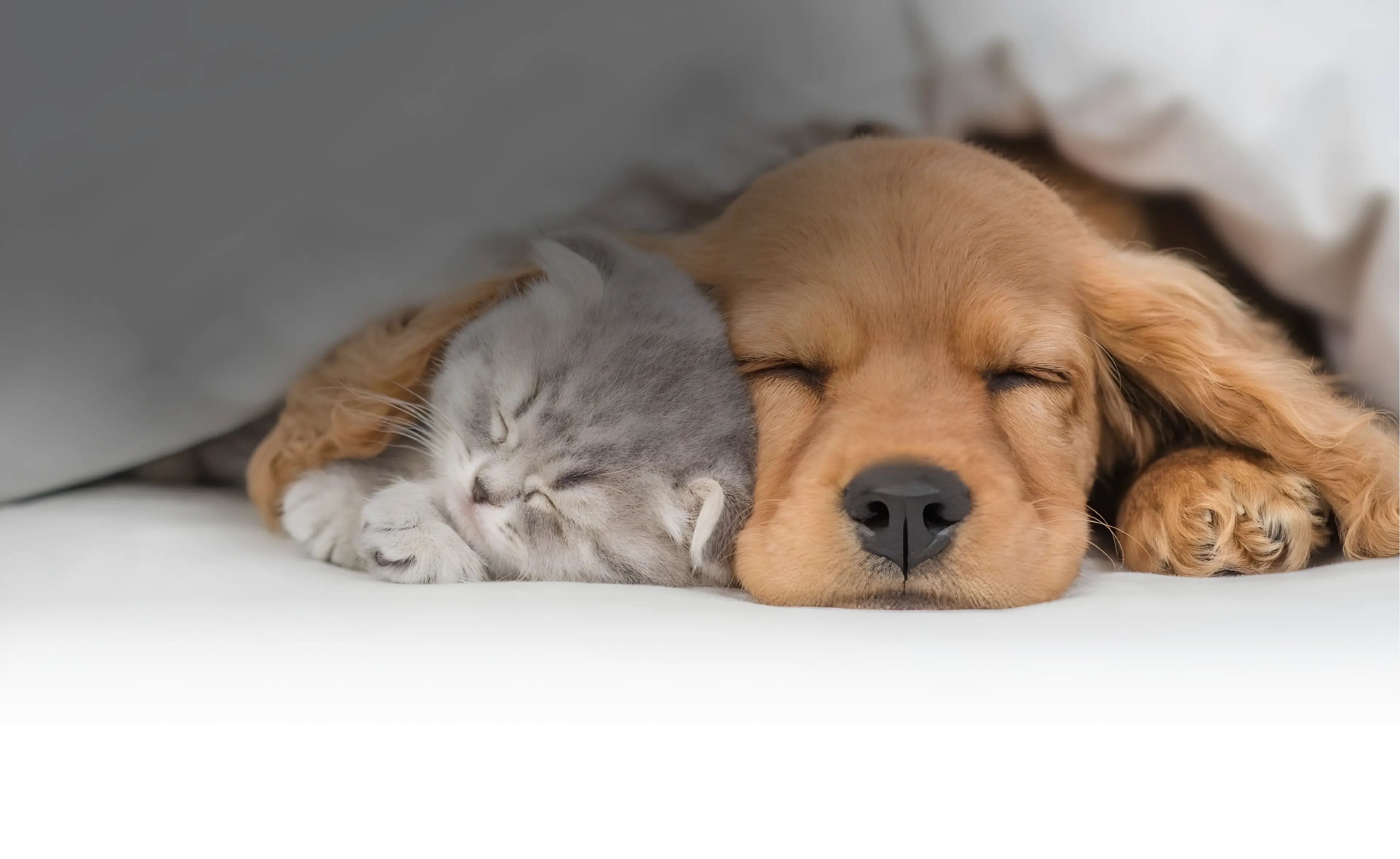 A golden retriever and gray cat resting together
